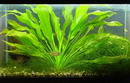 Amazon Sword Plant